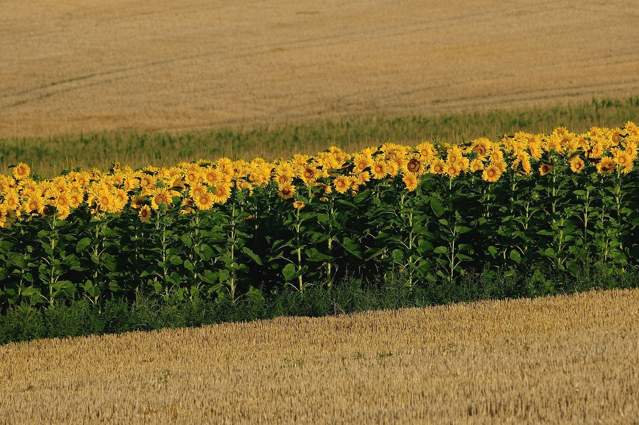 Rethinking Fertilizers for a Sustainable Future